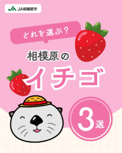 相模原のイチゴ