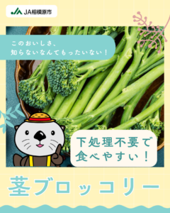 茎ブロッコリー